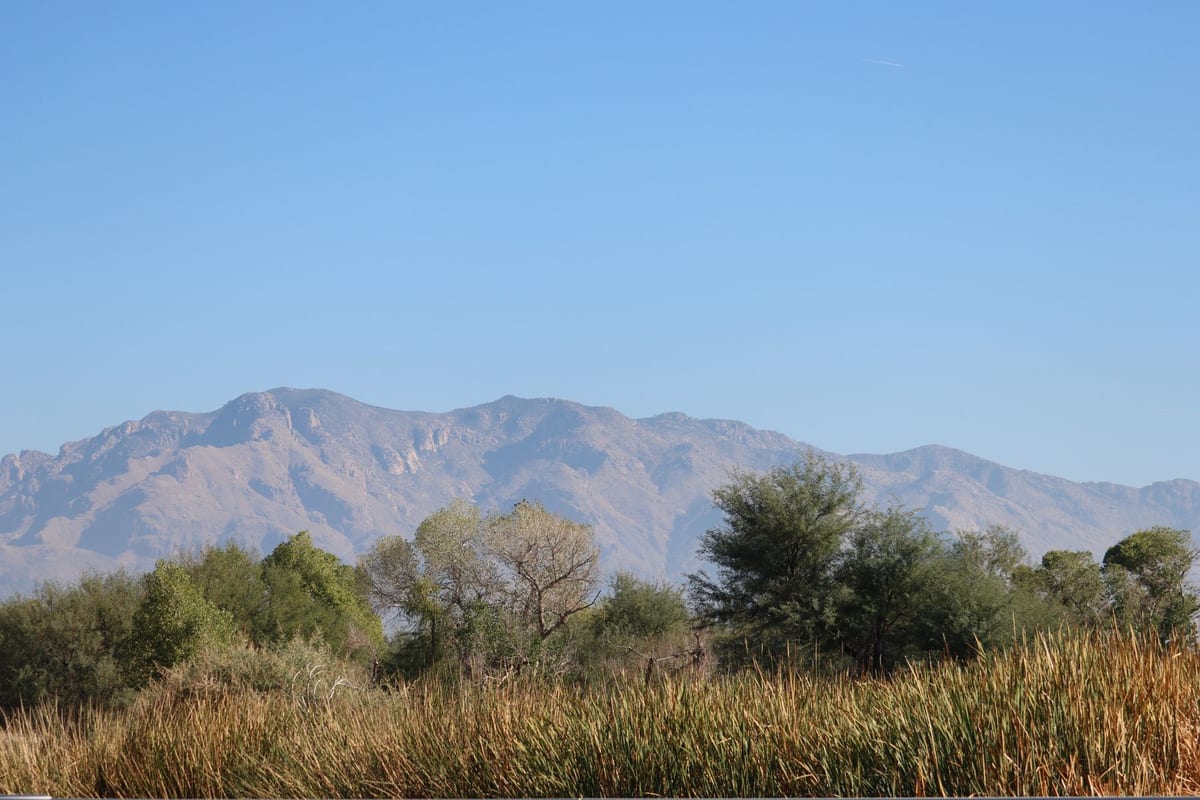 A rugged mountain range under a clear blue sky, beyond desert trees and tall golden grass